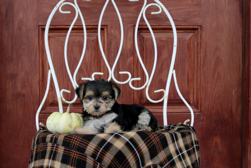 puppy, for, sale, Morkie, Matthew B. Stoltzfus, dog, breeder, Gap, PA, dog-breeder, puppy-for-sale, forsale, nearby, find, puppyfind, locator, puppylocator, aca